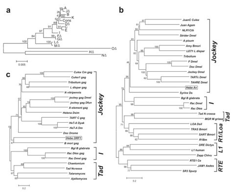 hebe ancestry.